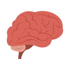 Human brain symbol icon vector illustration graphic design