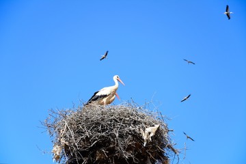Adult storks n a large nest made of twigs and branches on a telegraph pole with storks soaring to the rear against a blue sky, Algarve, Portugal.