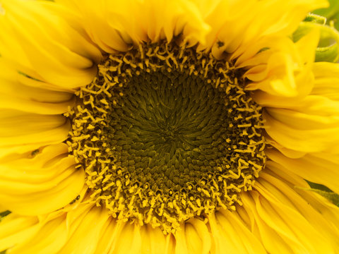 The central part of sunflower close-up.