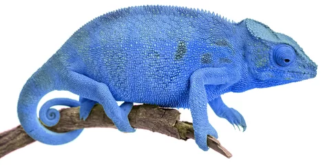 Foto op Plexiglas Kameleon blauwe kameleon