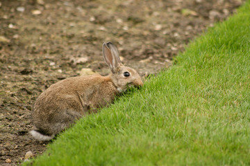 small brown rabbit eats green grass on the field