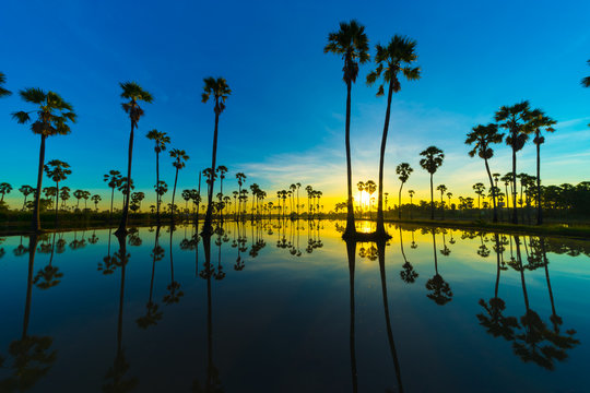 Silhouette of Twin Sugar Palm Tree with Sunrise. Reflection on the water.