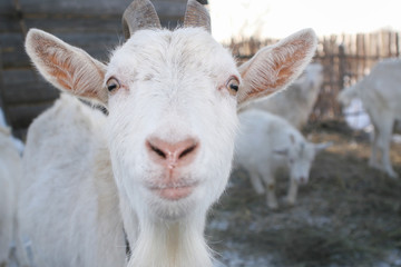 the muzzle white goat with horns