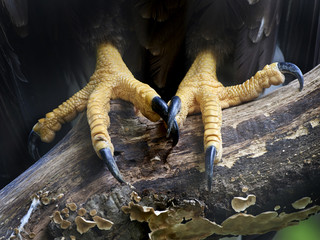 Feet and claws og the white-tailed eagle