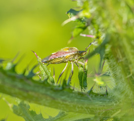 shield bug while egg deposition