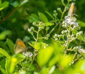 meadow brown butterflies