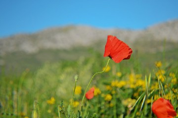 Beautiful red poppy flower in the grass field