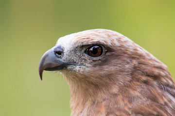 Head of a falcon bird close up portrait