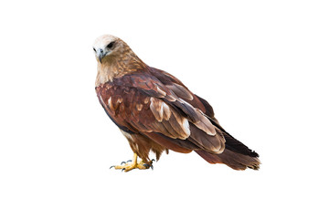 Falcon bird isolated on white background.
