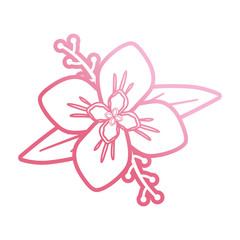 Fototapeta premium pink flower design vector illustration