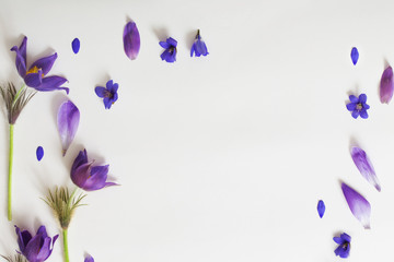 Spring violet flowers on a white background
