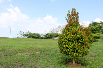 Candi Ijo, Natural Tour, Green Temple Indonesia Travel