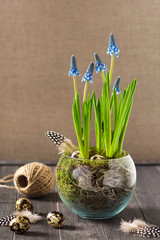 Blooming blue grape hyacinth flowers. Easter decoration.