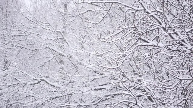 Slow Motion,snows on wood background