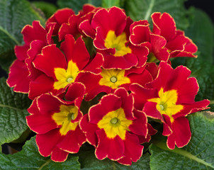 Bright bicolour primrose