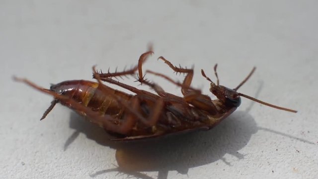 cockroach dying