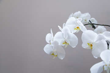 Naklejka na ściany i meble Close up of white orchid flowers on grey background