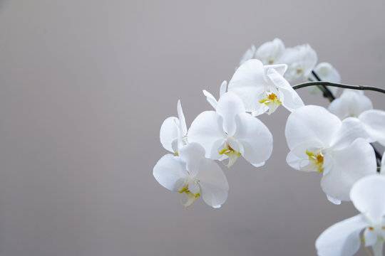 Fototapeta Close up of white orchid flowers on grey background
