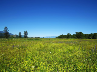 Fototapeta na wymiar Meadow in the Altai