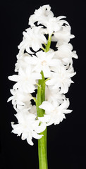 Bright white hyacinth