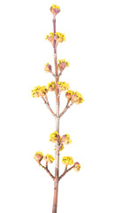 European cornel branch