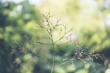 morning in the tropical forest with big tree