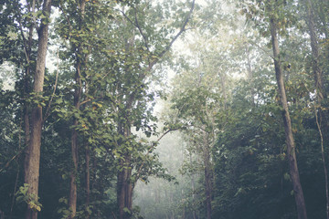 Fototapeta premium morning in the tropical forest with big tree