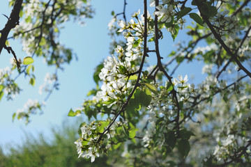 Blossoming tree branch with white flowers in a background of blue sky.