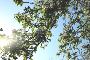 Blossoming tree branch with white flowers in a background of blue sky.