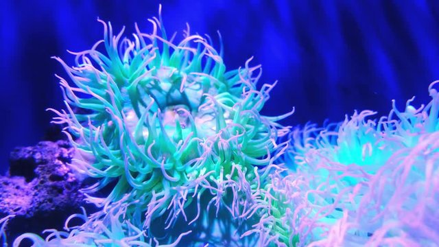 Sea Anemone, Sea Life