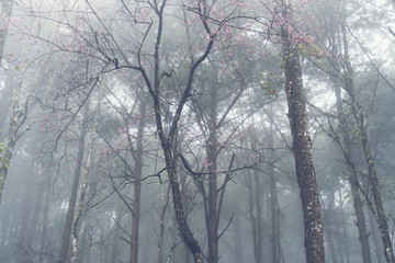 Foggy forest in tropical