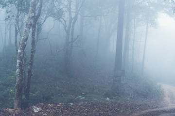 Fototapeta premium way to the nature, nature road