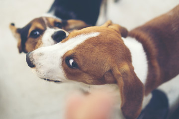 3 month pure breed beagle Puppy on gray screen
