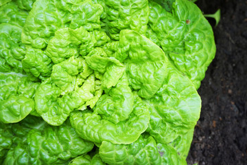 green lettuce background