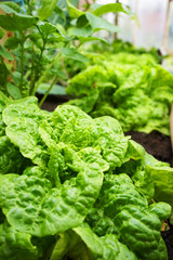 green lettuce background