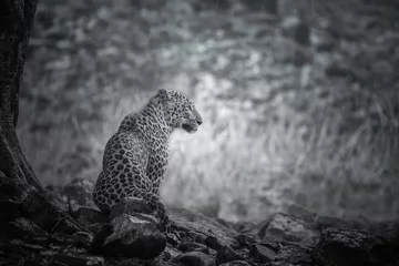 Foto op Canvas Artistic, black and white photo of majestic leopard in the rain, Panthera pardus fusca, for fineart prints, close up to photographer with a touch of beautiful nature environment.  © photocech