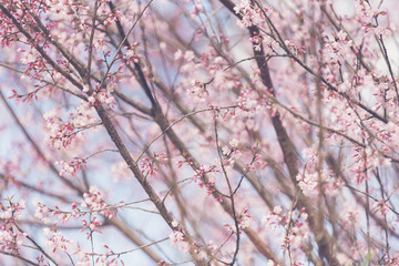 Spring Cherry blossoms, pink flowers in Thailand