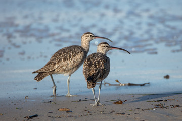 Two Marbled Gowits on Beach