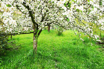 Fototapeta na wymiar apple tree with flowers