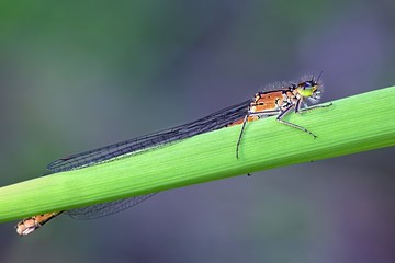 Norfolk damselfly, Coenagrion armatum, young female