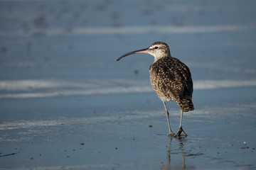 Marbled Godwit on Beach