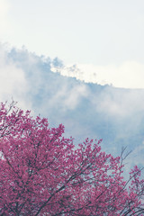 Spring Cherry blossoms, pink flowers in Thailand