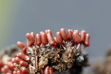 Carnival candy slime mold, Arcyria denudata