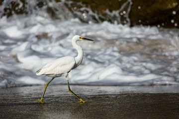 Snow Egret on Beach