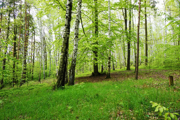 Fototapeta premium green birch forest
