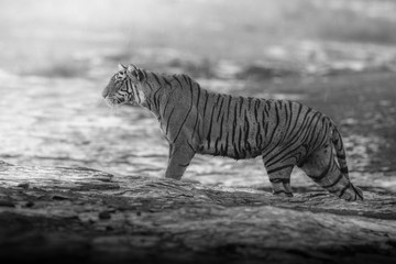 Artistic, black and white photo of royal bengal tiger, Panthera tigris tigris, for fineart prints, close up to photographer with a touch of beautiful nature environment. 