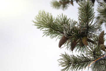 Obraz premium Snow Covered Pine Tree Branches Close Up.