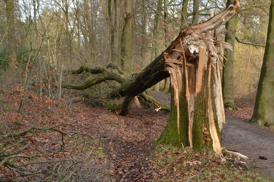 stormschade in de Kruisbergse bossen, een omgewaaide eik op het rolstoelpad