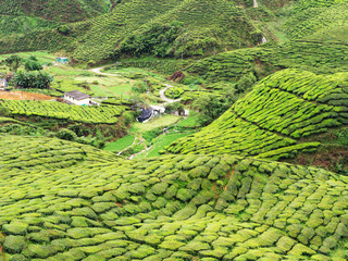 Tea plantation on hill in Cemeron Highland, Malaysia 