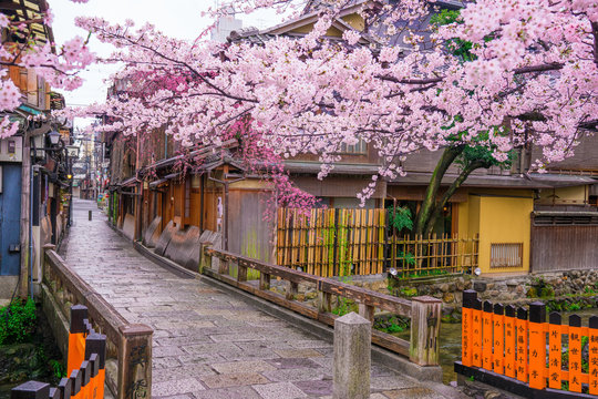 京都　祇園白川の桜